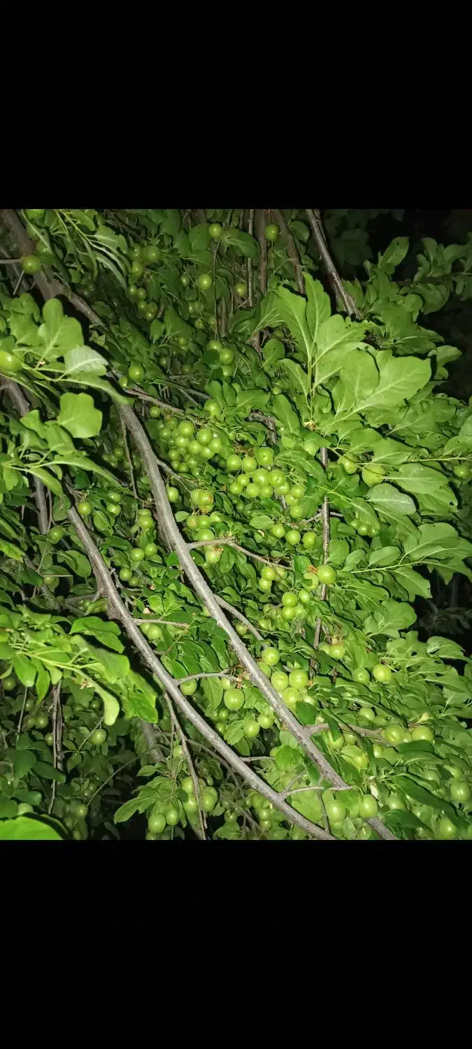 نهال مرکبات و سیاه درخت و ریشه|خدمات باغبانی و درختکاری|شیراز, باغ تخت|دیوار