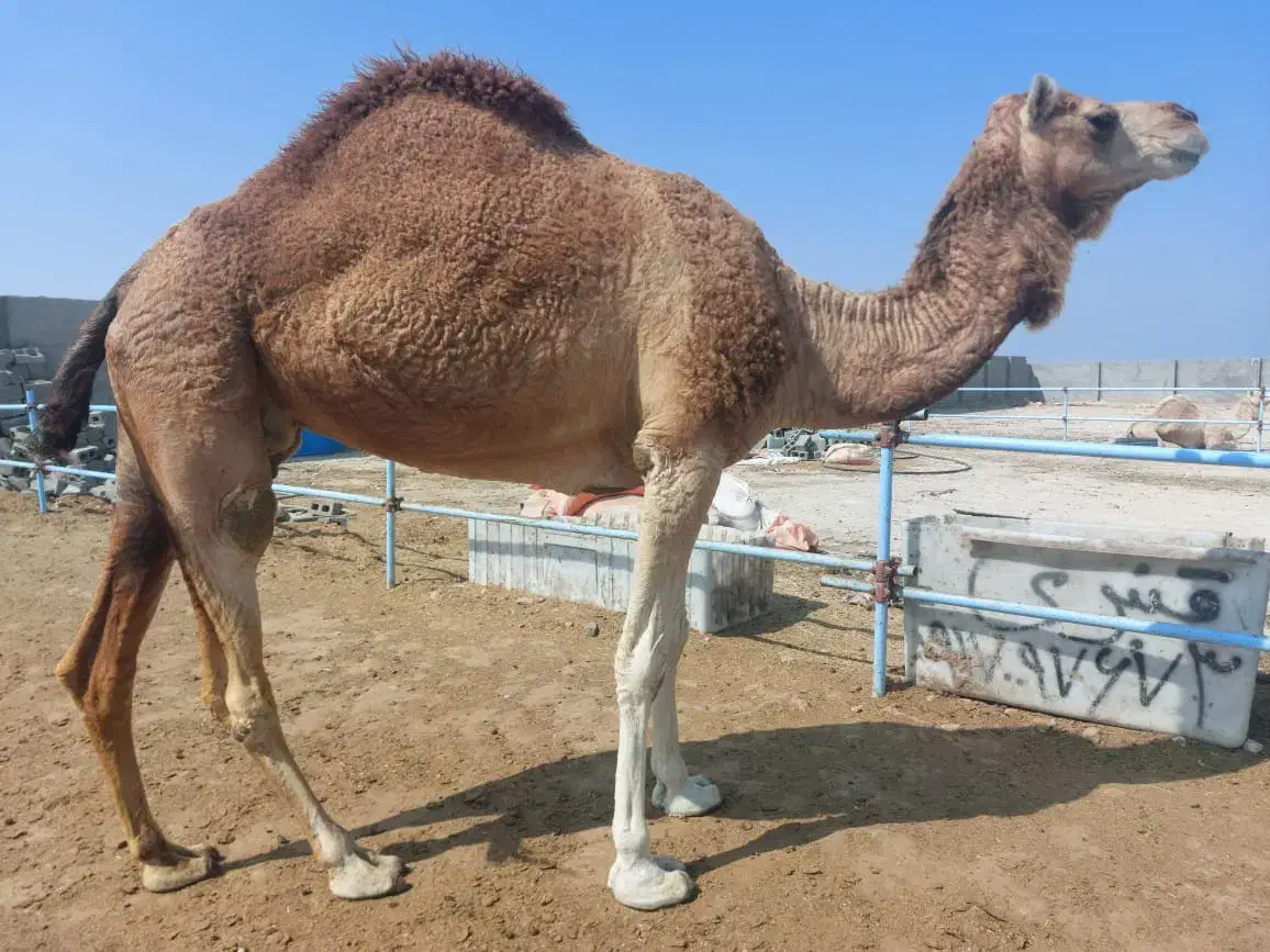 شتر ماده|حیوانات مزرعه|قشم, |دیوار