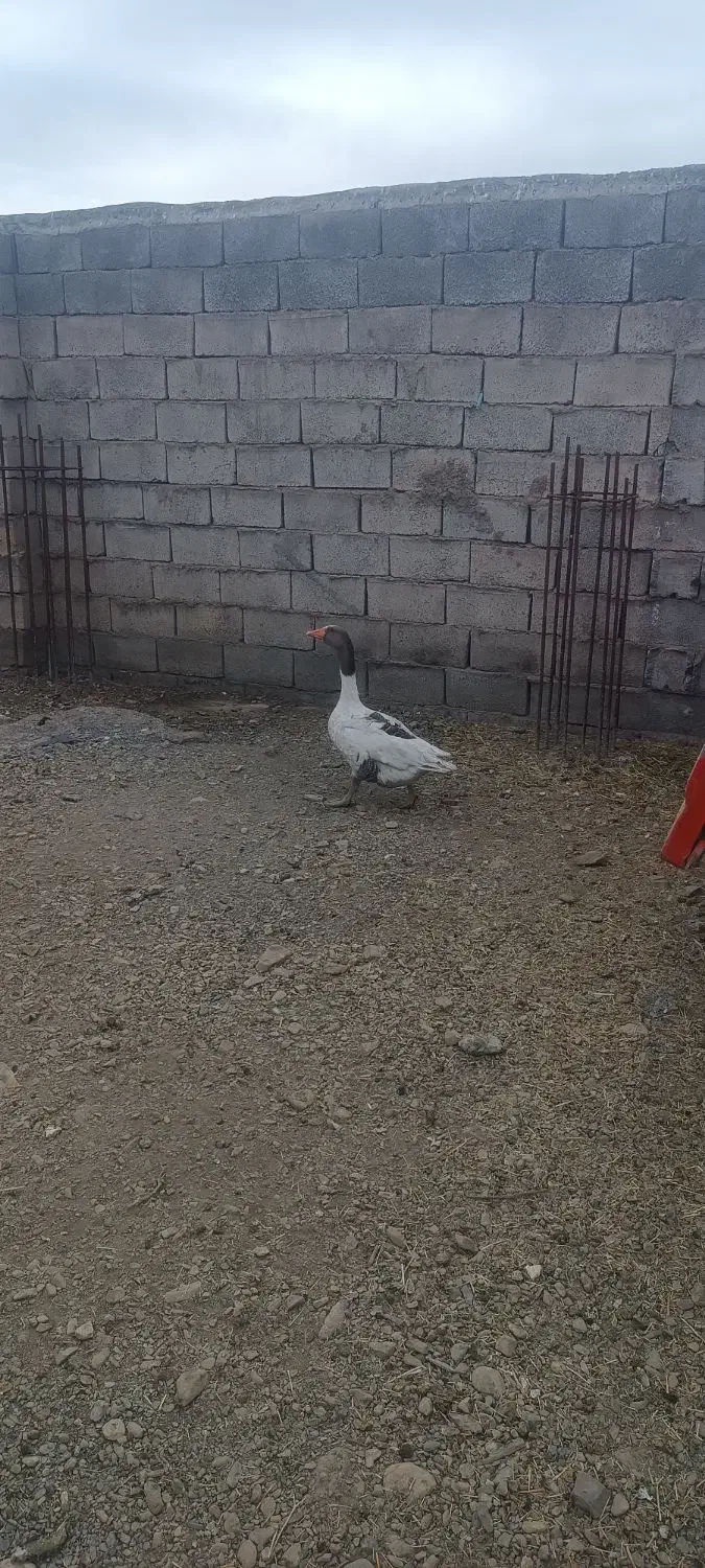 غاز فروشی دوتا ماده جنس دار|حیوانات مزرعه|خنداب, |دیوار