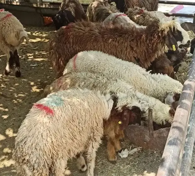 خردشده زنده بسته بندی ه شده|حیوانات مزرعه|تهران, منیریه|دیوار