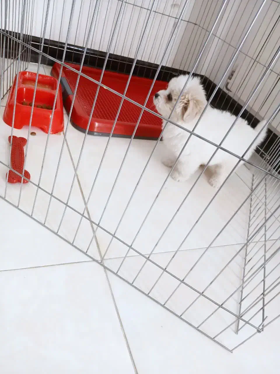 سگ شیتزو|سگ|اصفهان, بهارستان|دیوار