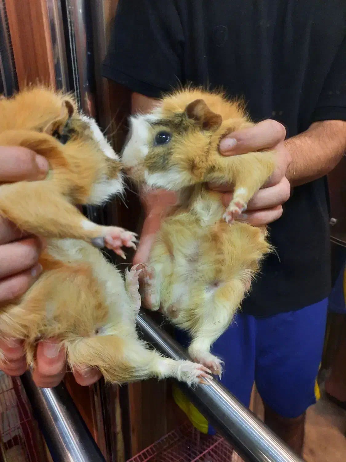 فروش خوکچه هندی|موش و خرگوش|شیراز, آزادگان|دیوار