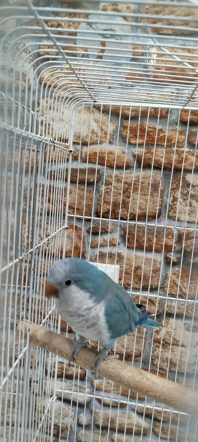 راهب آبی|پرنده|میبد, |دیوار