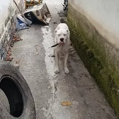 سگ داگو آرژانتینی|سگ|کلاردشت, |دیوار