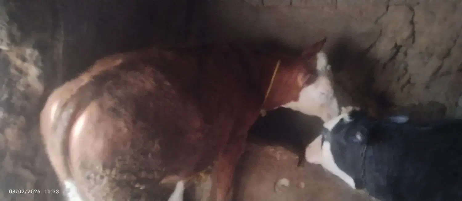 دوتا ماده سیمینتال|حیوانات مزرعه|شادیان, |دیوار