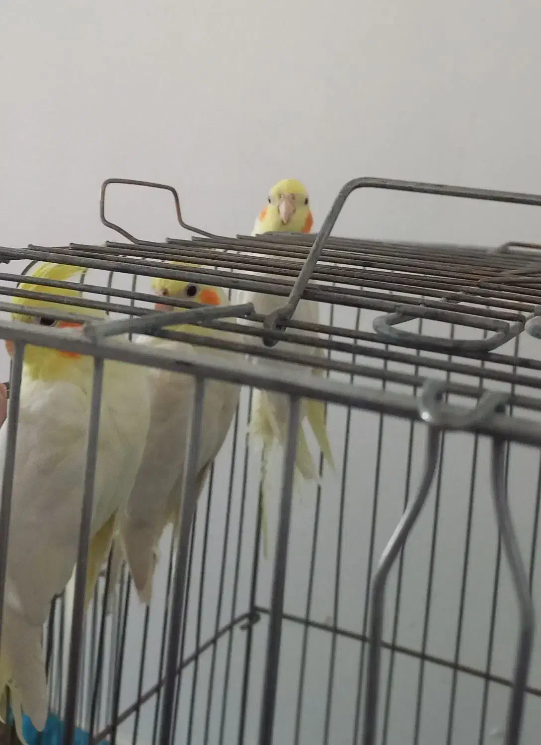 عروس هلندی|پرنده|فامنین, |دیوار