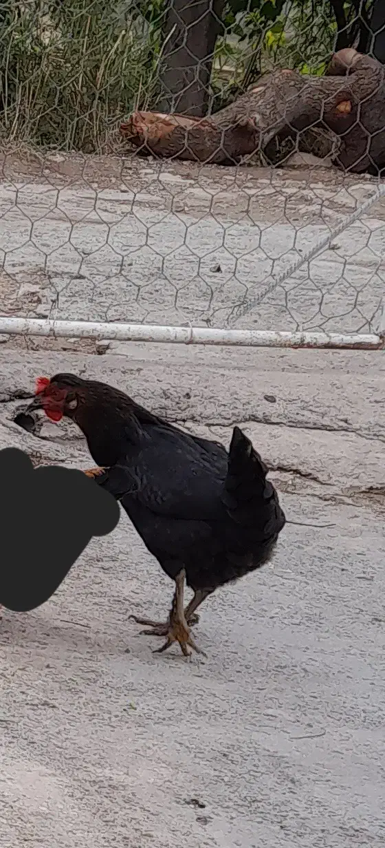 3عدد مرغ|حیوانات مزرعه|سرپل ذهاب, |دیوار