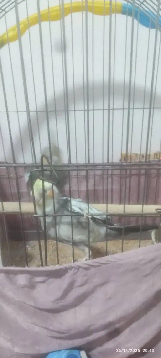 عروس هلندی|پرنده|هندمینی, |دیوار