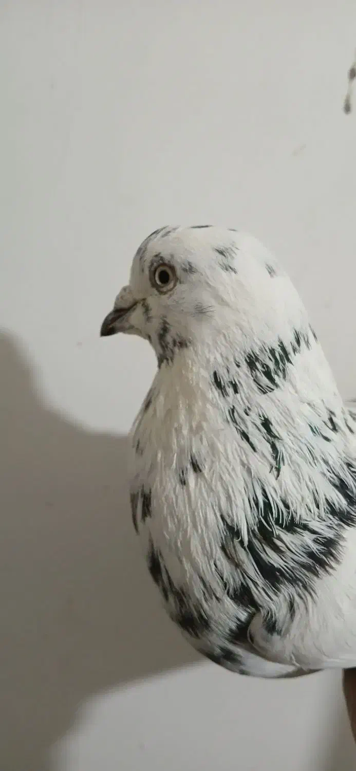 کبوتر|پرنده|اردبیل, |دیوار