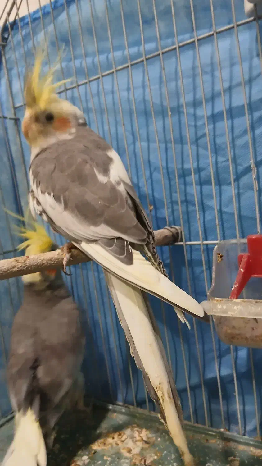 فروش عروس هلندی|پرنده|بندر ماهشهر, |دیوار