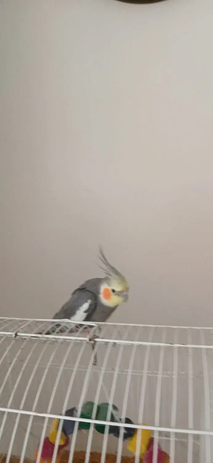 عروس هلندی|پرنده|خرمآباد (تنکابن), |دیوار