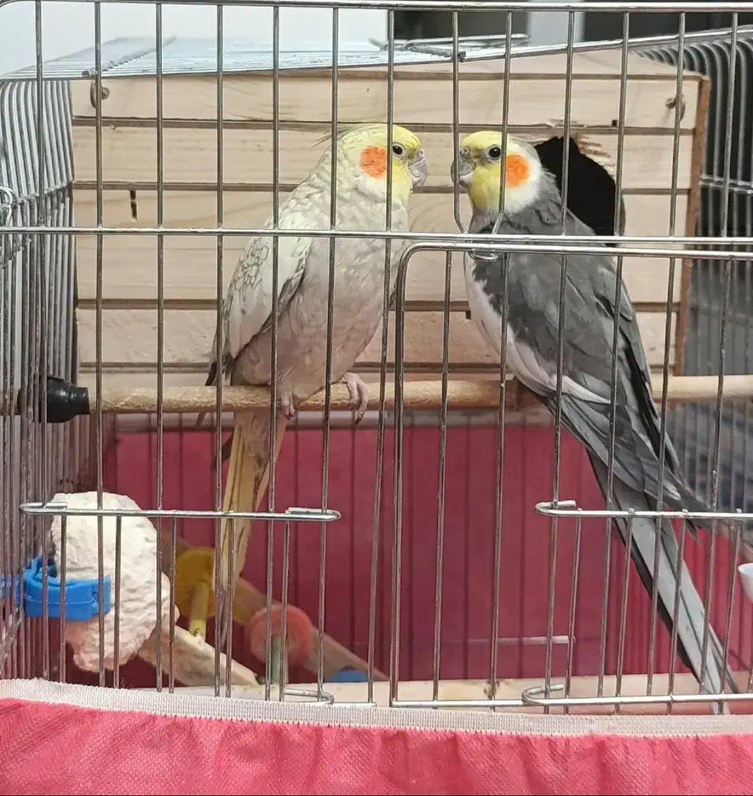 عروس هلندی|پرنده|چهارباغ, |دیوار