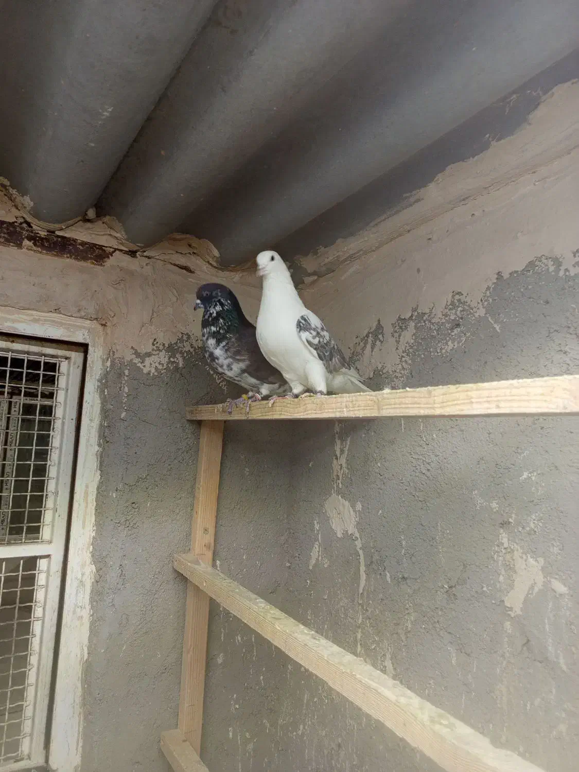 کفتر|پرنده|پاکدشت, پاکدشت (مامازند)|دیوار