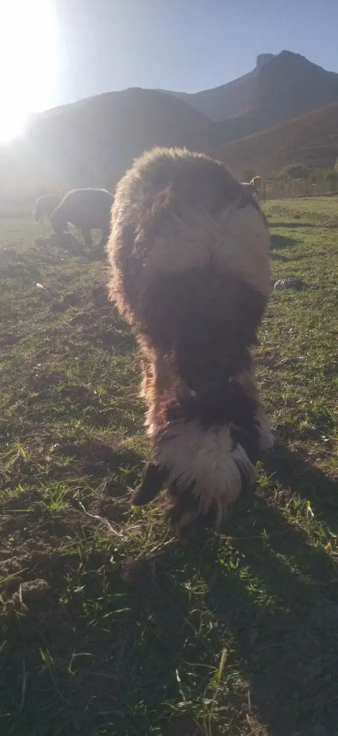 بره ماده میش|حیوانات مزرعه|لاران, |دیوار