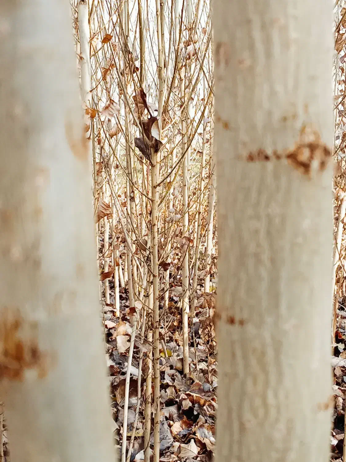 نهال صنوبر نیگرا آنکارا ترکیه 1.5 تا 6 متر|گل و گیاه طبیعی|خوی, |دیوار