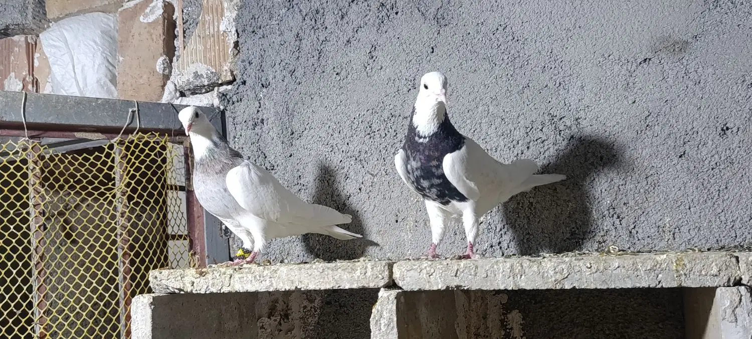 طوقی|پرنده|سیوان, |دیوار