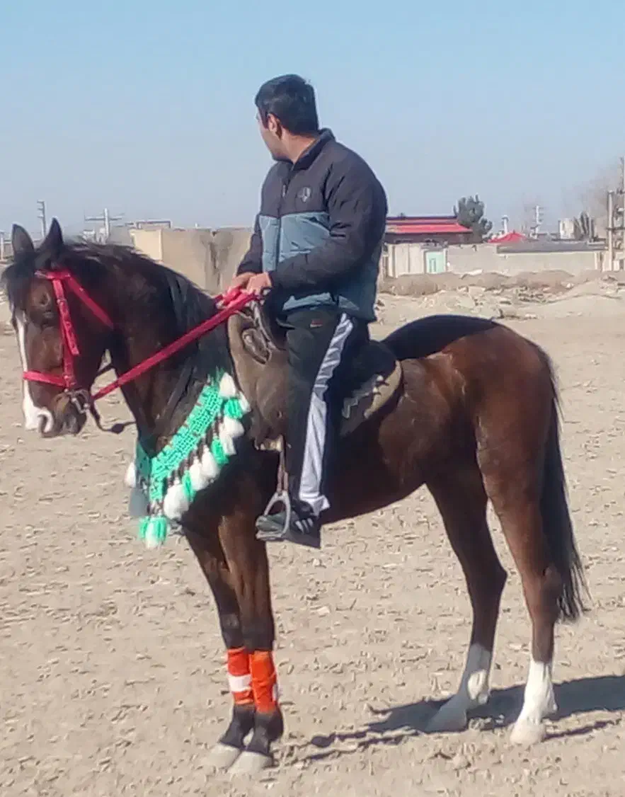 اسب|اسب و تجهیزات اسب‌سواری|تنکمان, |دیوار