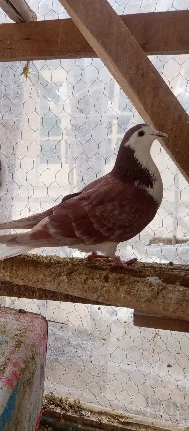 بدرنگ ماده|پرنده|مبارکه, |دیوار