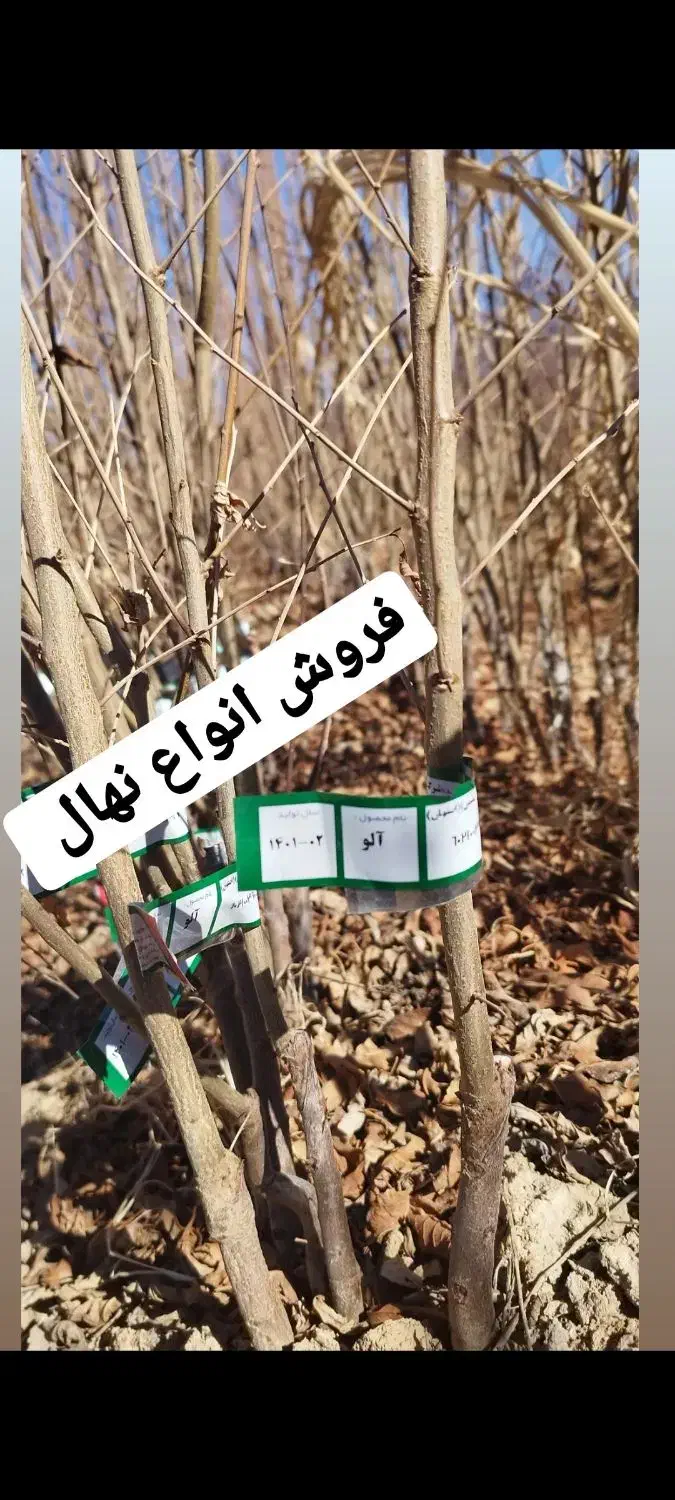 نهال شناسه دار نهالستان محسن|خدمات باغبانی و درختکاری|تیران, |دیوار