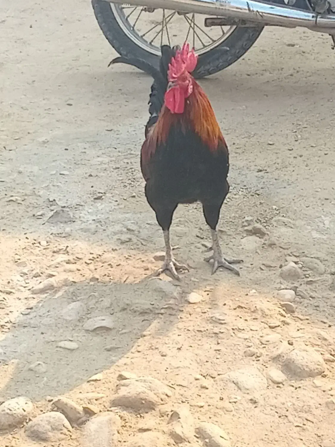 خروس بندر دیر|حیوانات مزرعه|بندر دیر, |دیوار