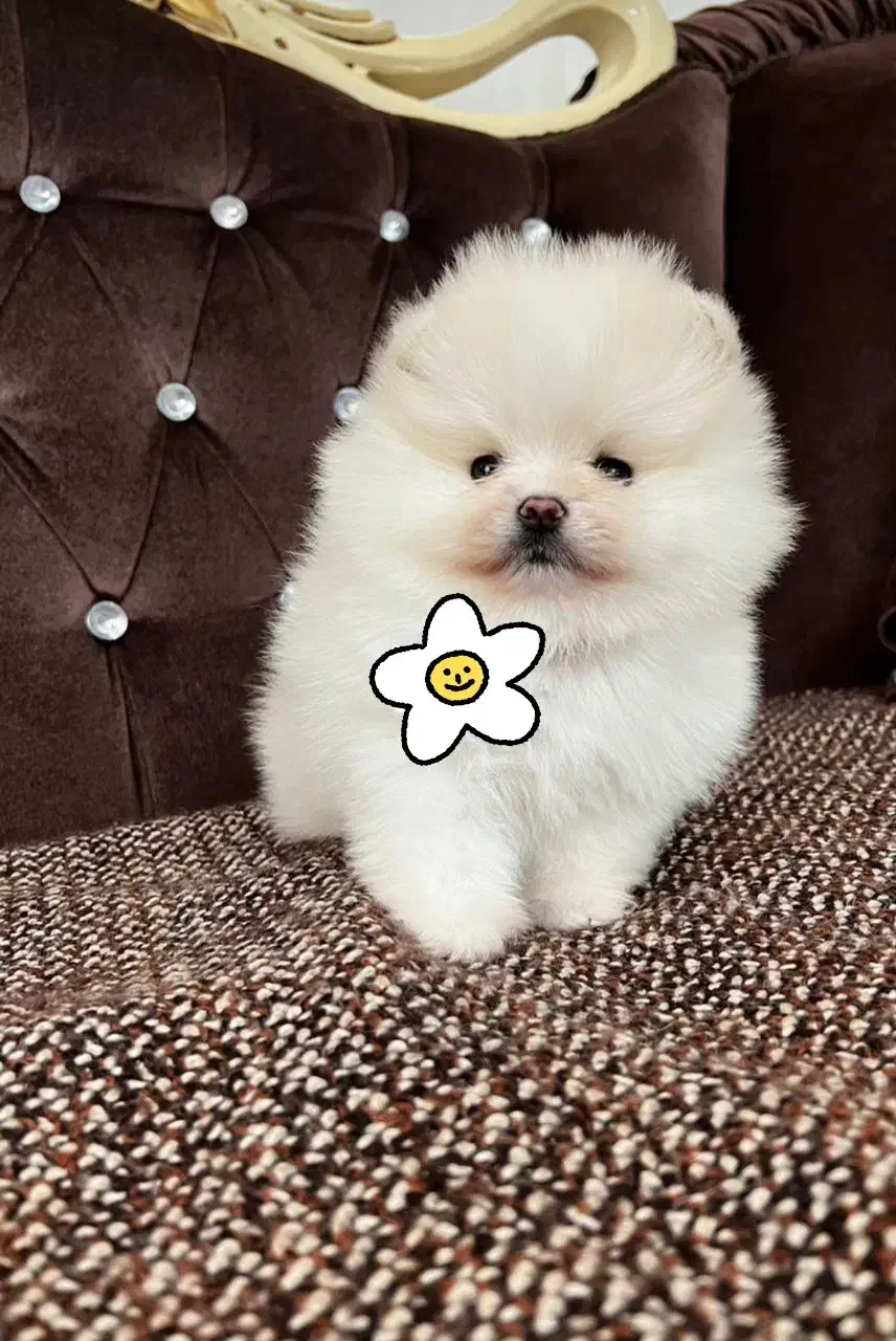 توله پامرانین خرسی|سگ|شیراز, شاپورجان|دیوار