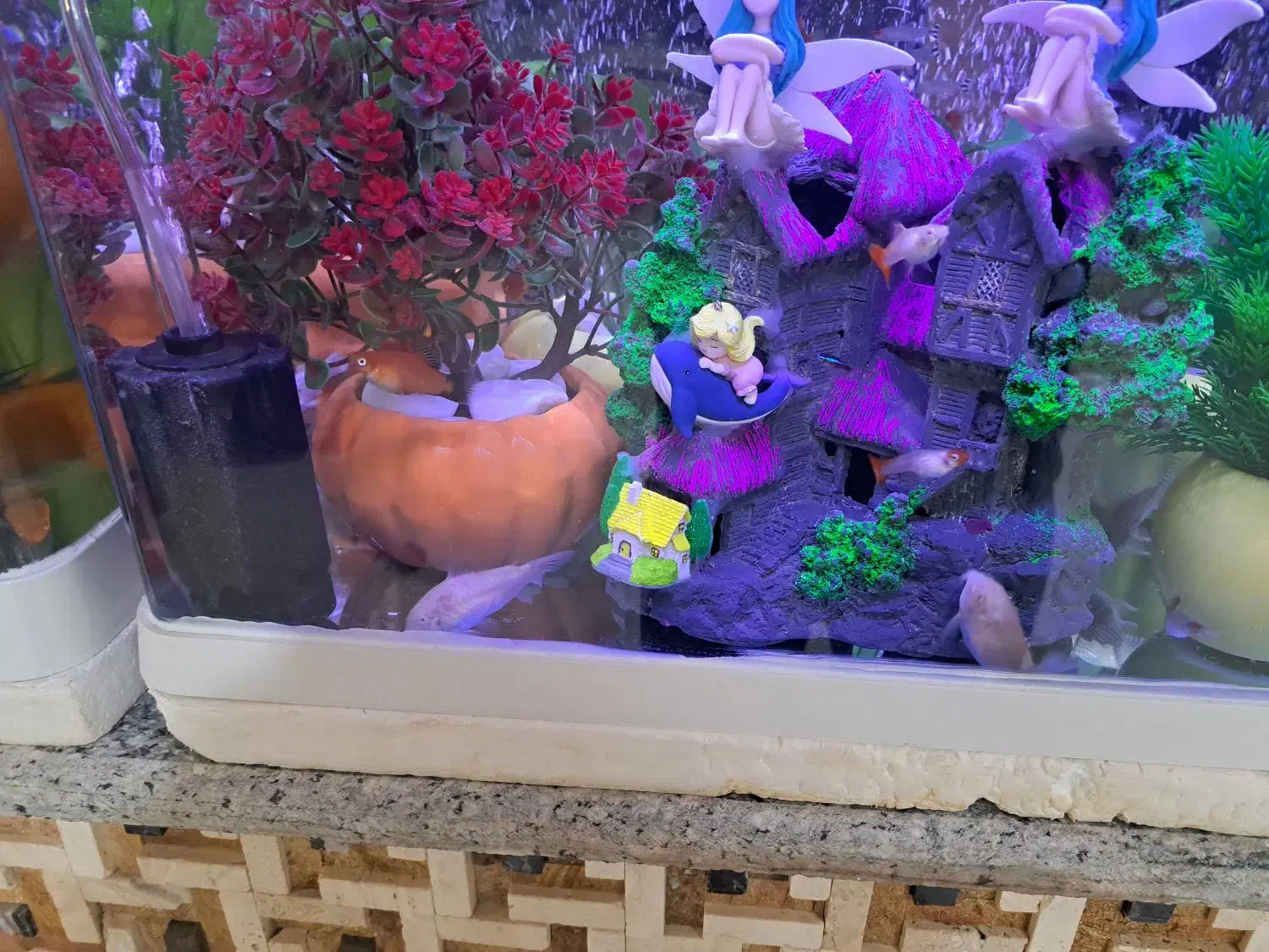 آکواریوم|ماهی|کرمان, |دیوار