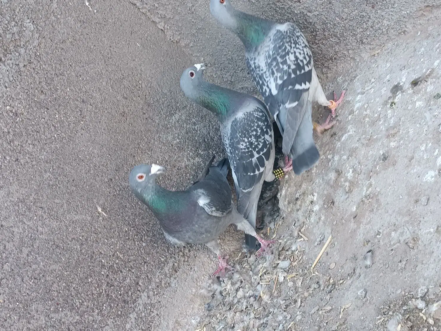 3عدد کبوتر نر|پرنده|تایباد, |دیوار