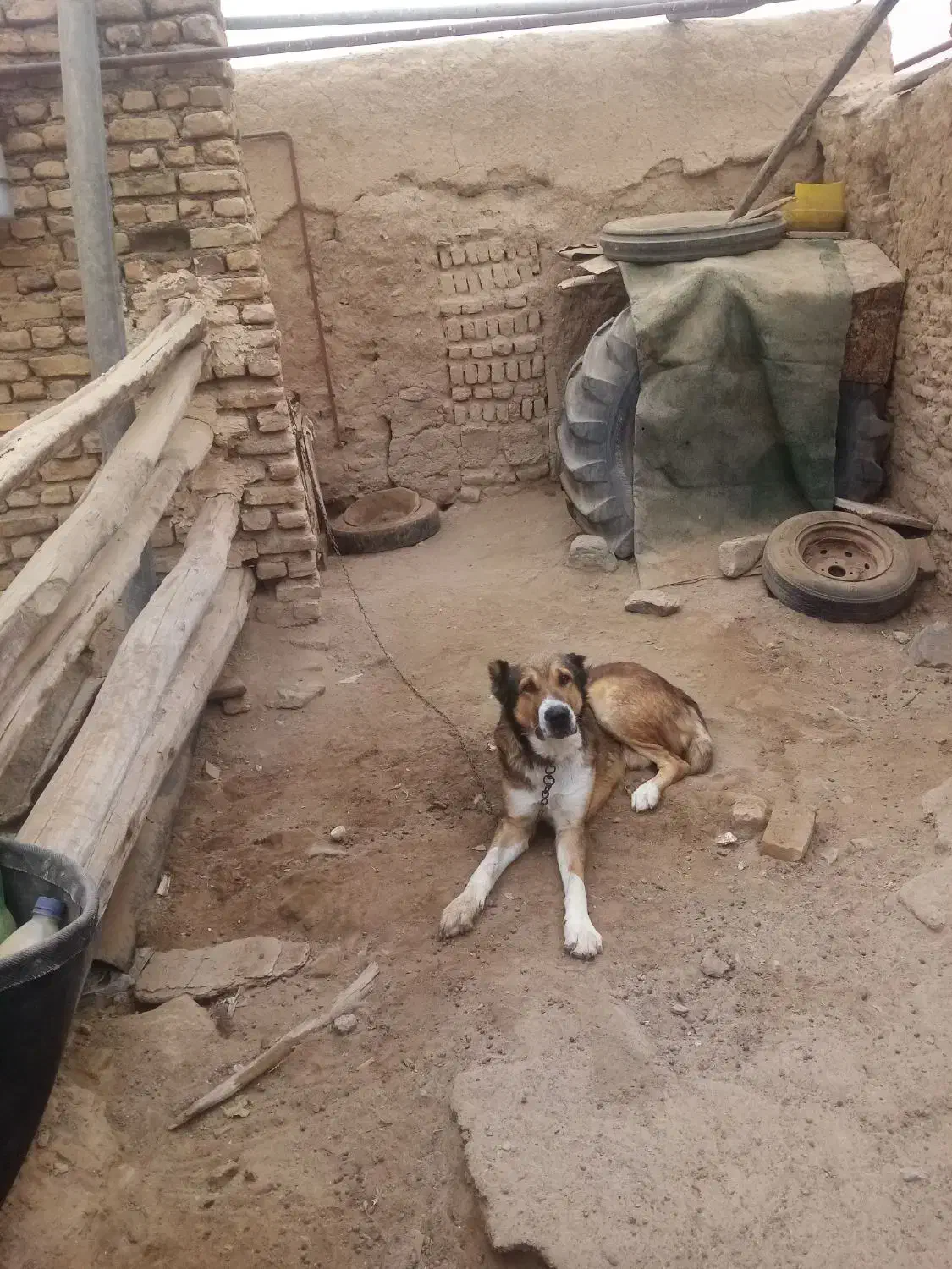 سگ نگهبان|سگ|مشهد, انصار|دیوار