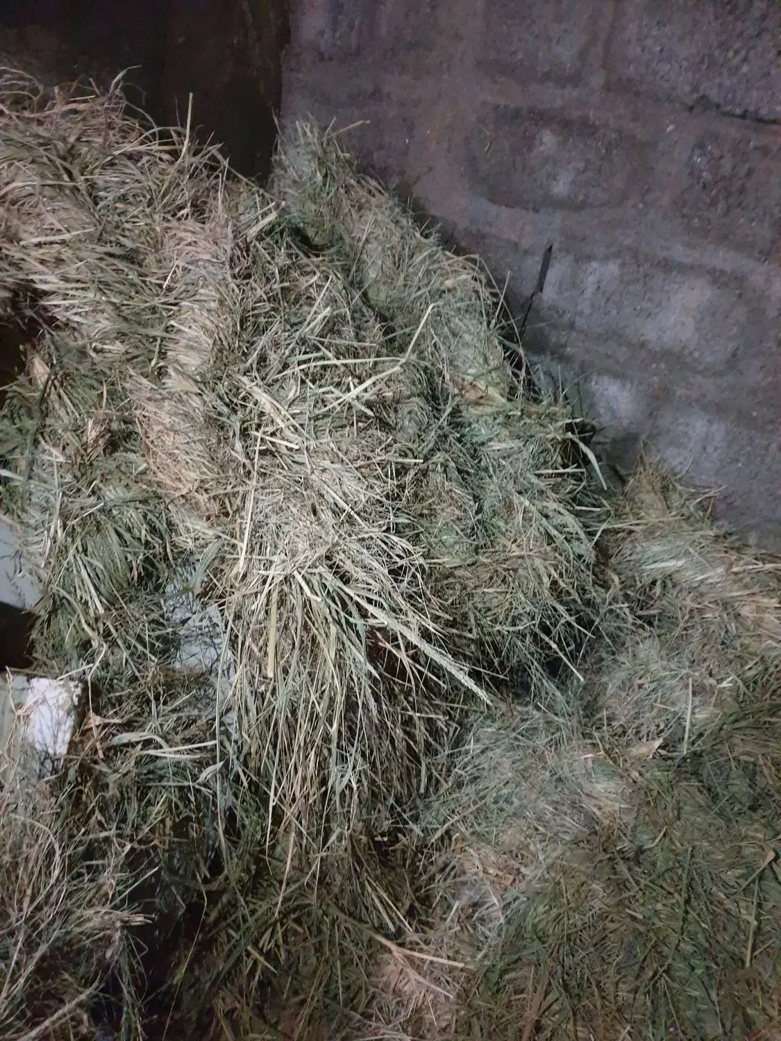 گیاه|گل و گیاه طبیعی|میناب, |دیوار