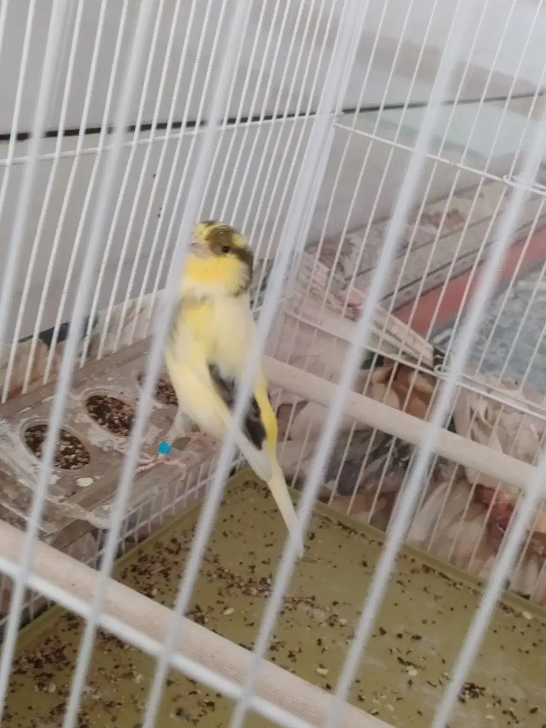 قناری نر ابلغ گلاستر تن نخورده درشت و خونگی|پرنده|آران و بیدگل, |دیوار