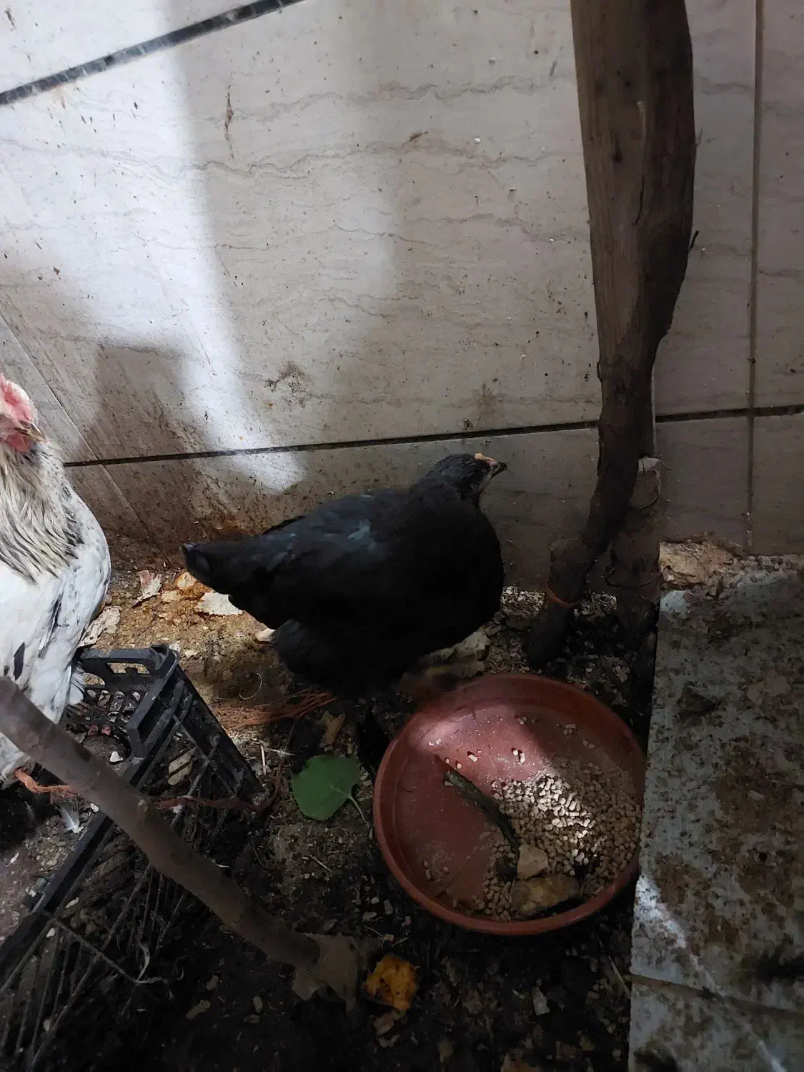 نیمچه مرغ و خروس محلی زیر مرغی|حیوانات مزرعه|اسلامشهر, شهرک مفیدی|دیوار