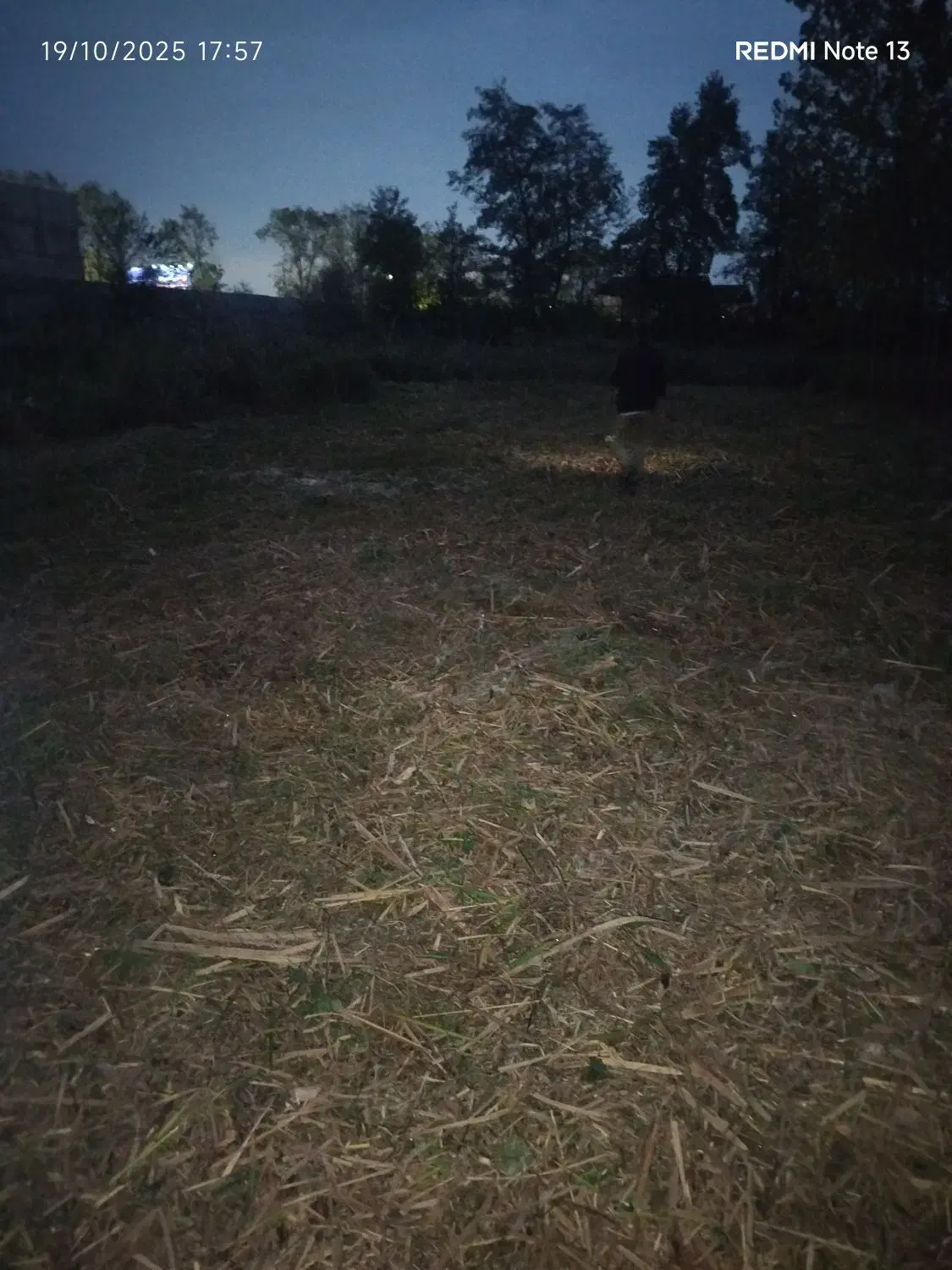 چمن زنی علف زنی‌ لی زنی تمشک زنی|خدمات باغبانی و درختکاری|سیاهکل, |دیوار