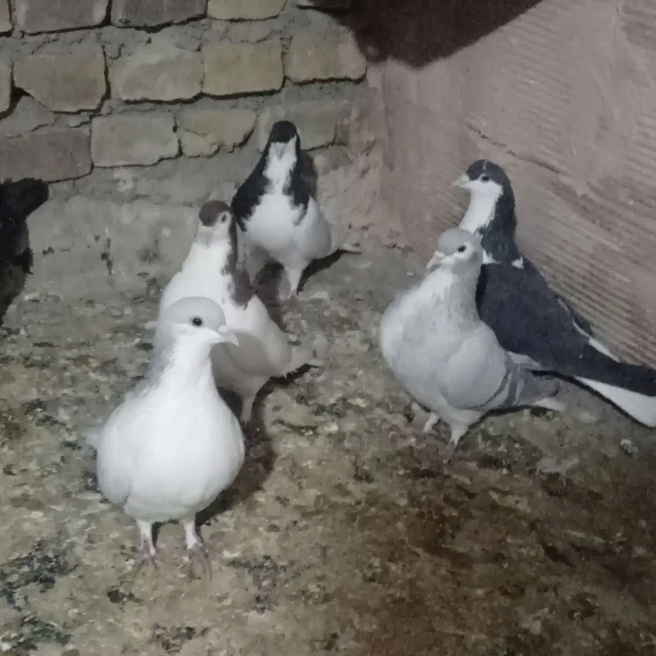 پرنده|پرنده|سبزوار, گلشن|دیوار