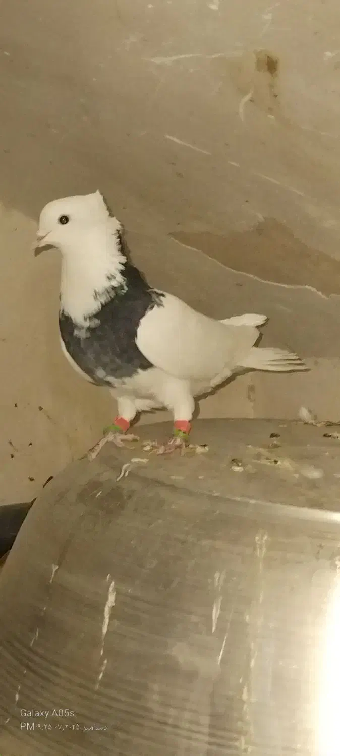 ساده و اصلی|پرنده|نیشابور, هفده شهریور|دیوار