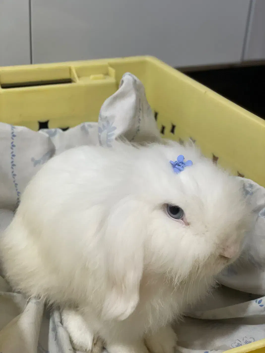 خرگوش لوپ ترکیش|موش و خرگوش|گرگان, |دیوار