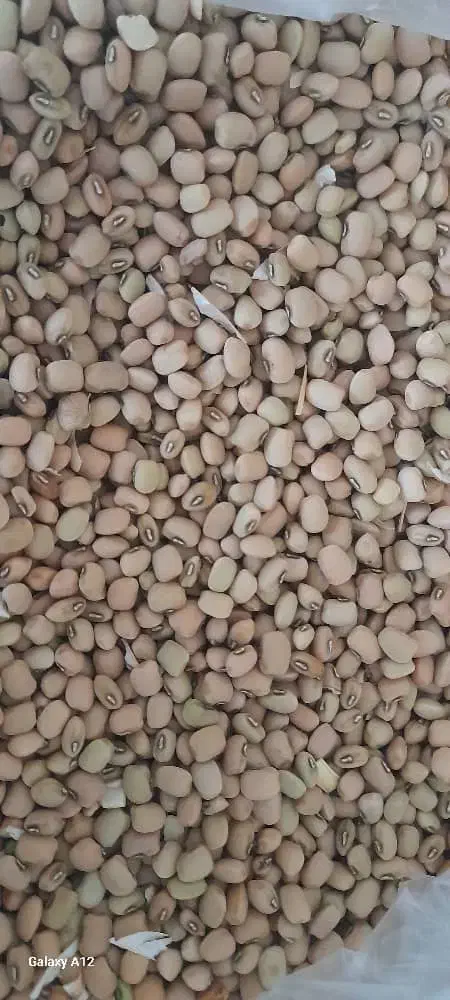 لوبیای ماشی درجه یک|خوردنی و آشامیدنی|دره شهر, |دیوار