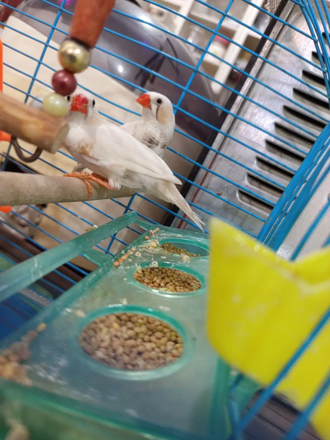 فنچ|پرنده|کرمان, |دیوار