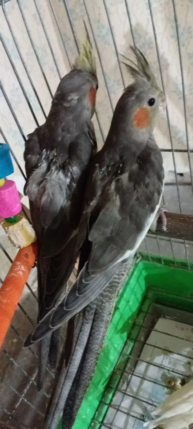 جوجه عروس هلندی رام و چلوندنی|پرنده|تالش, جوکندان|دیوار