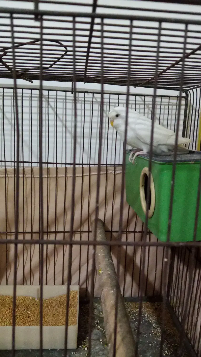 مرغ عشق جفت|پرنده|اشتهارد, |دیوار