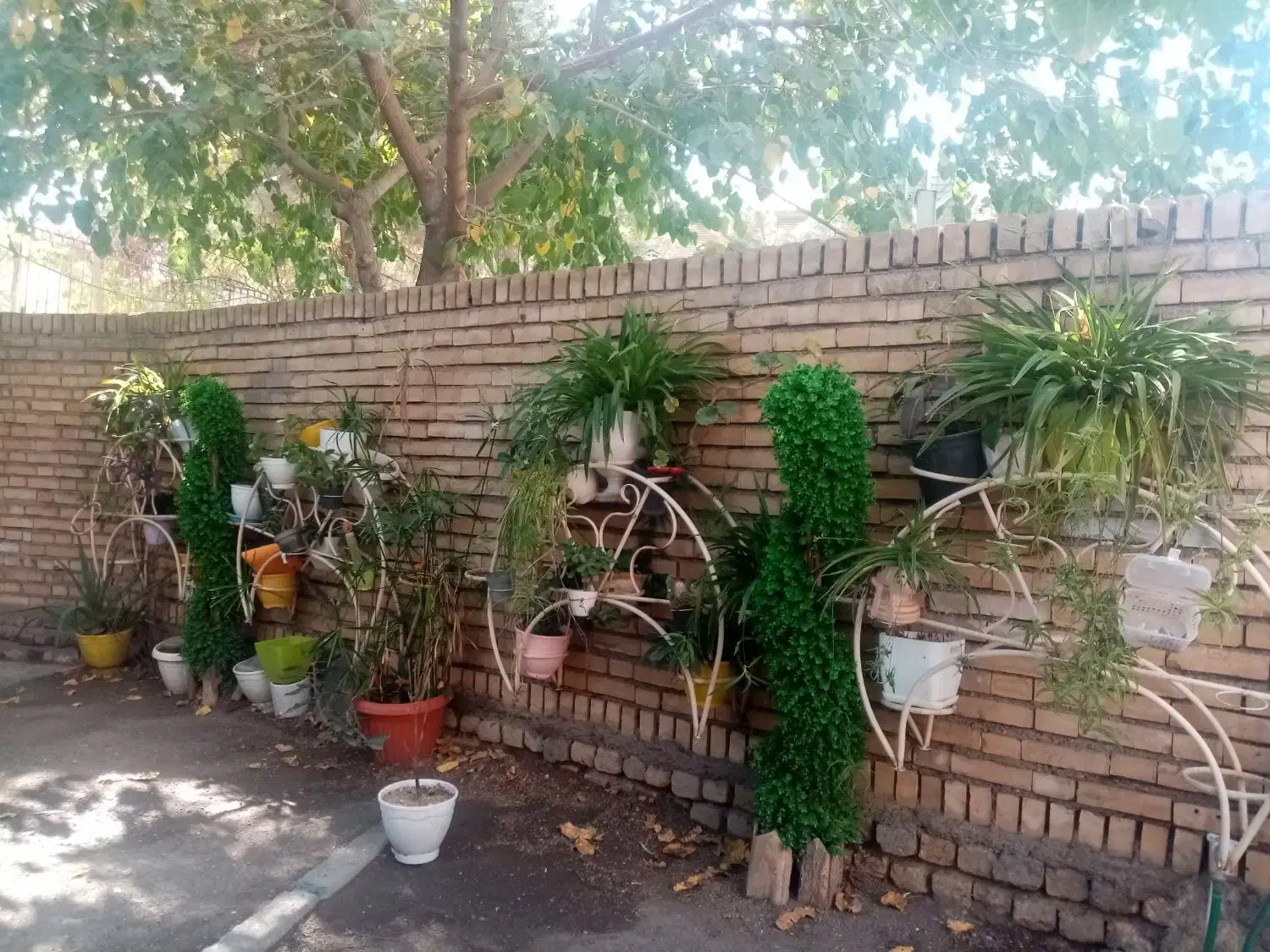 گل و گیاه آپارتمانی و ویلایی|گل و گیاه طبیعی|مشهد, سجاد شهر|دیوار