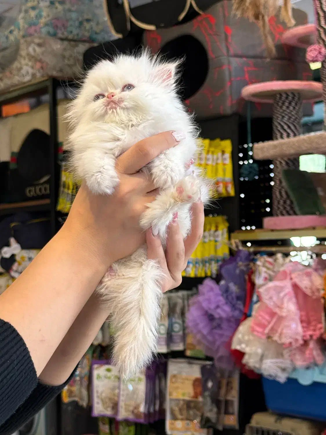 گربه پرشین اگزوتیک|گربه|کرمانشاه, |دیوار