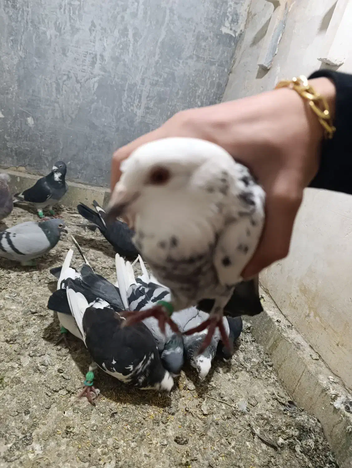 کفتر|پرنده|مشهد, کوی ولیعصر|دیوار