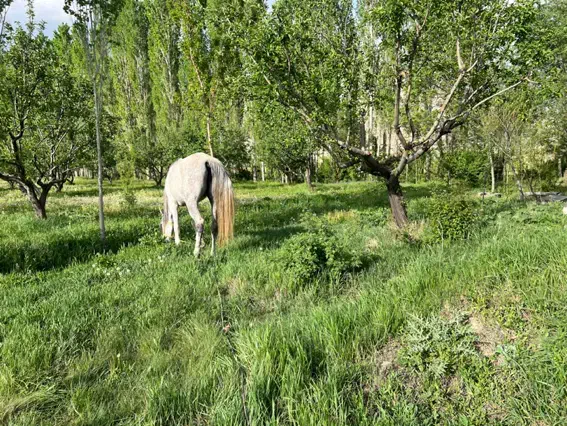 فروش اسب|اسب و تجهیزات اسبسواری|مهاجران, |دیوار