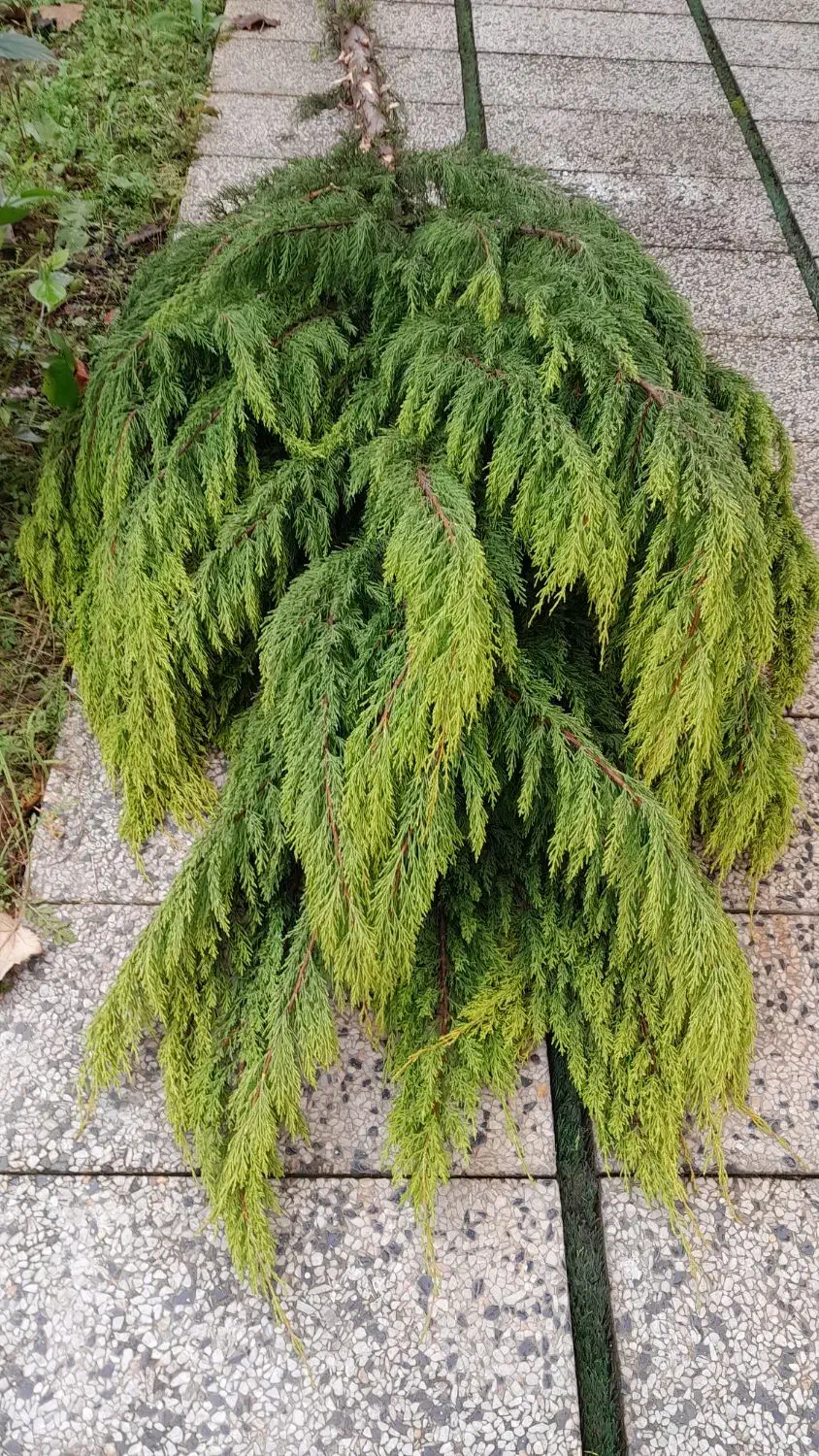 درخت کاج قطع شده|گل و گیاه طبیعی|نور, |دیوار