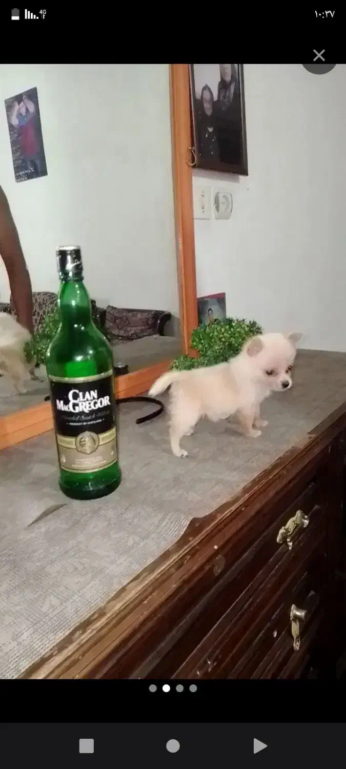 سگ جیبی فنجونی شیواوا|سگ|قائم‌شهر, |دیوار