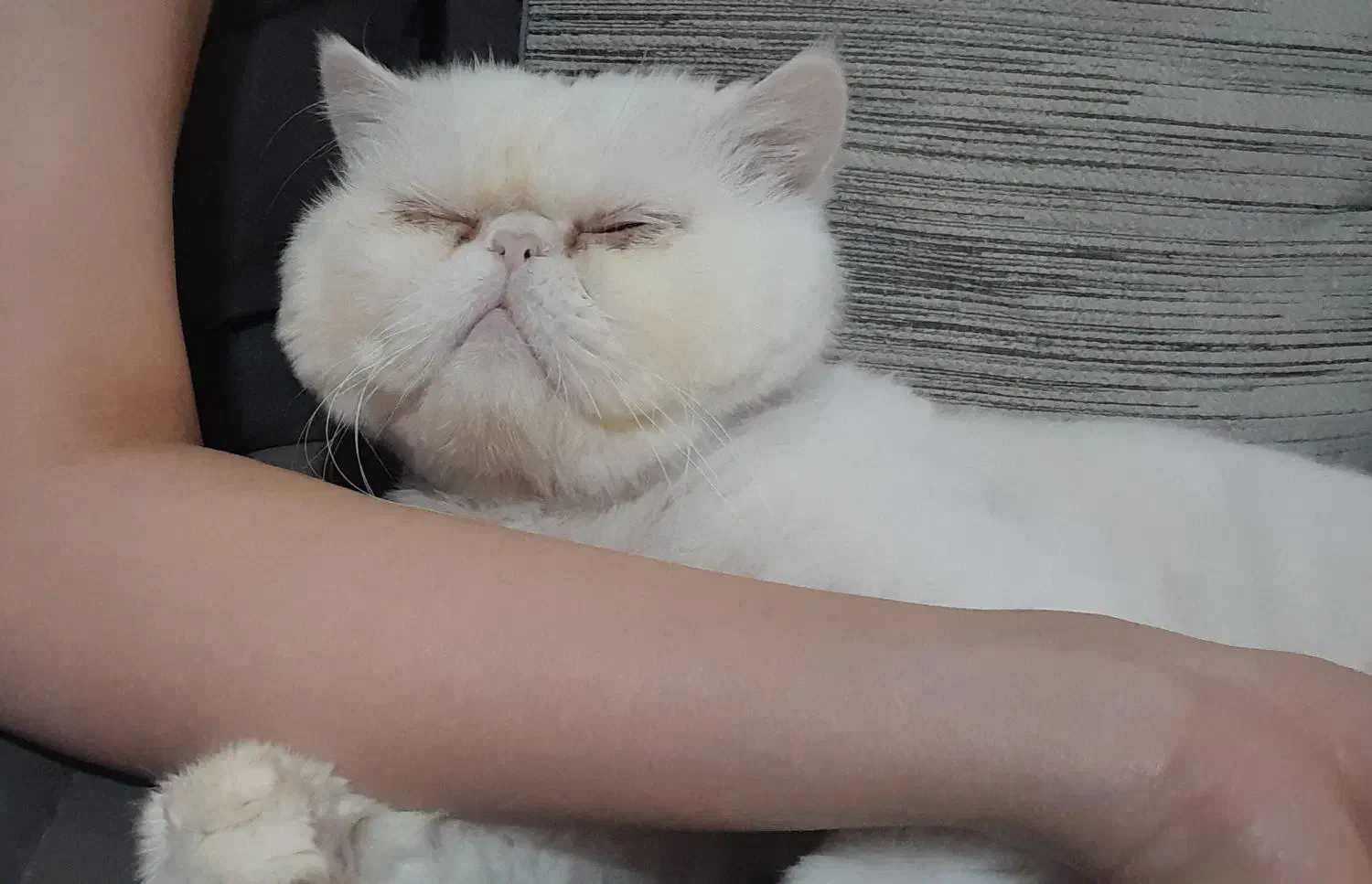 فروش گربه پرشین اصیل|گربه|پردیس, فاز ۸|دیوار