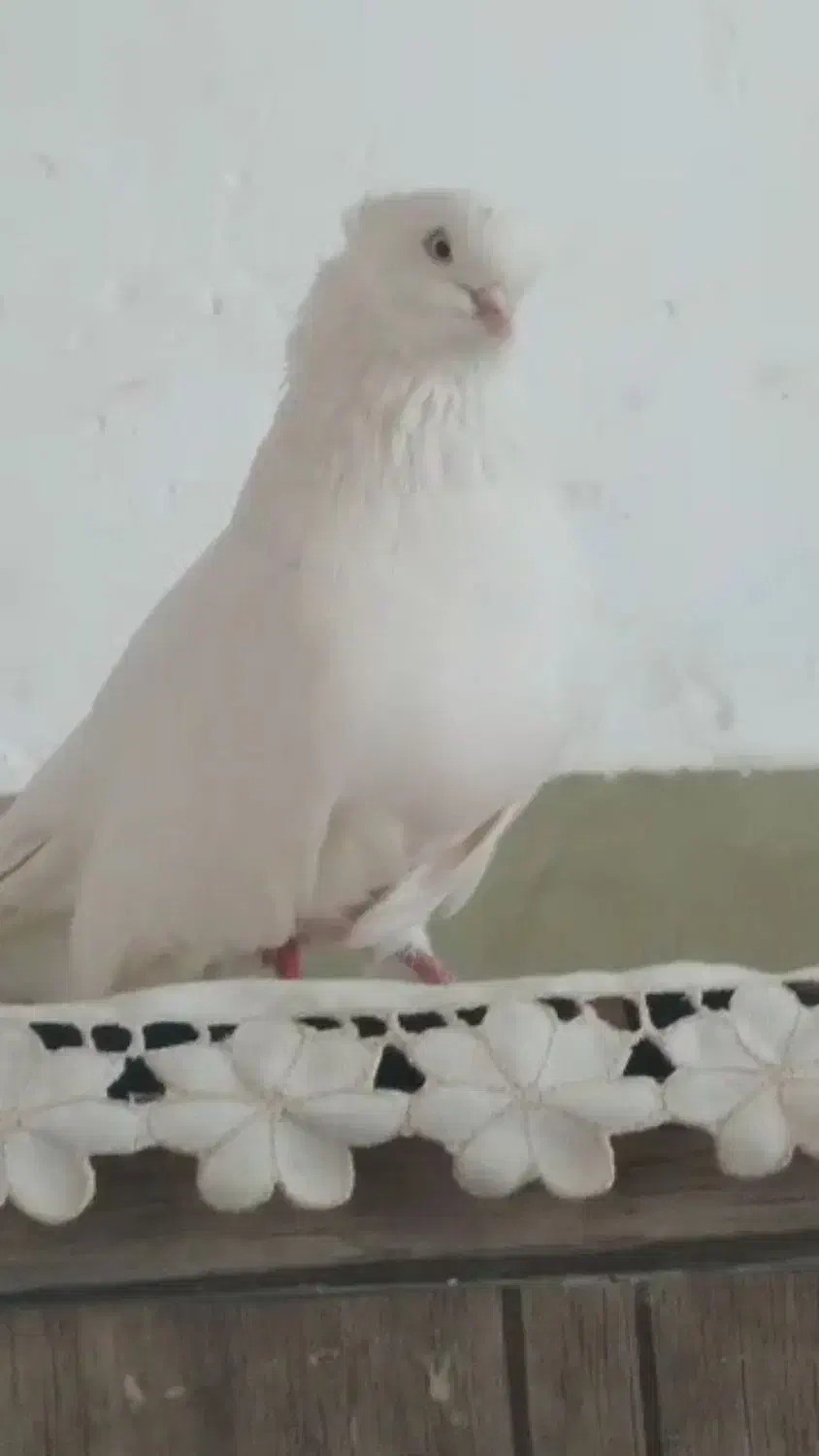 کبوتر تهرانی چش نوک|پرنده|شهرکرد, |دیوار