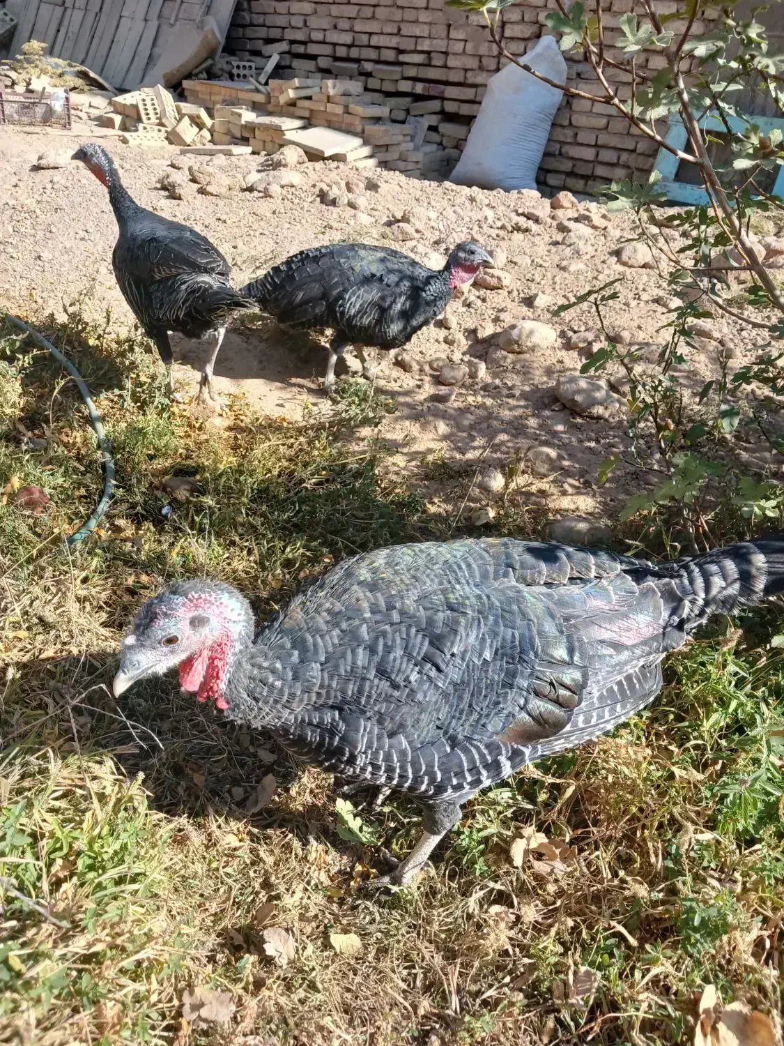 بوقلمون|حیوانات مزرعه|ایذه, |دیوار