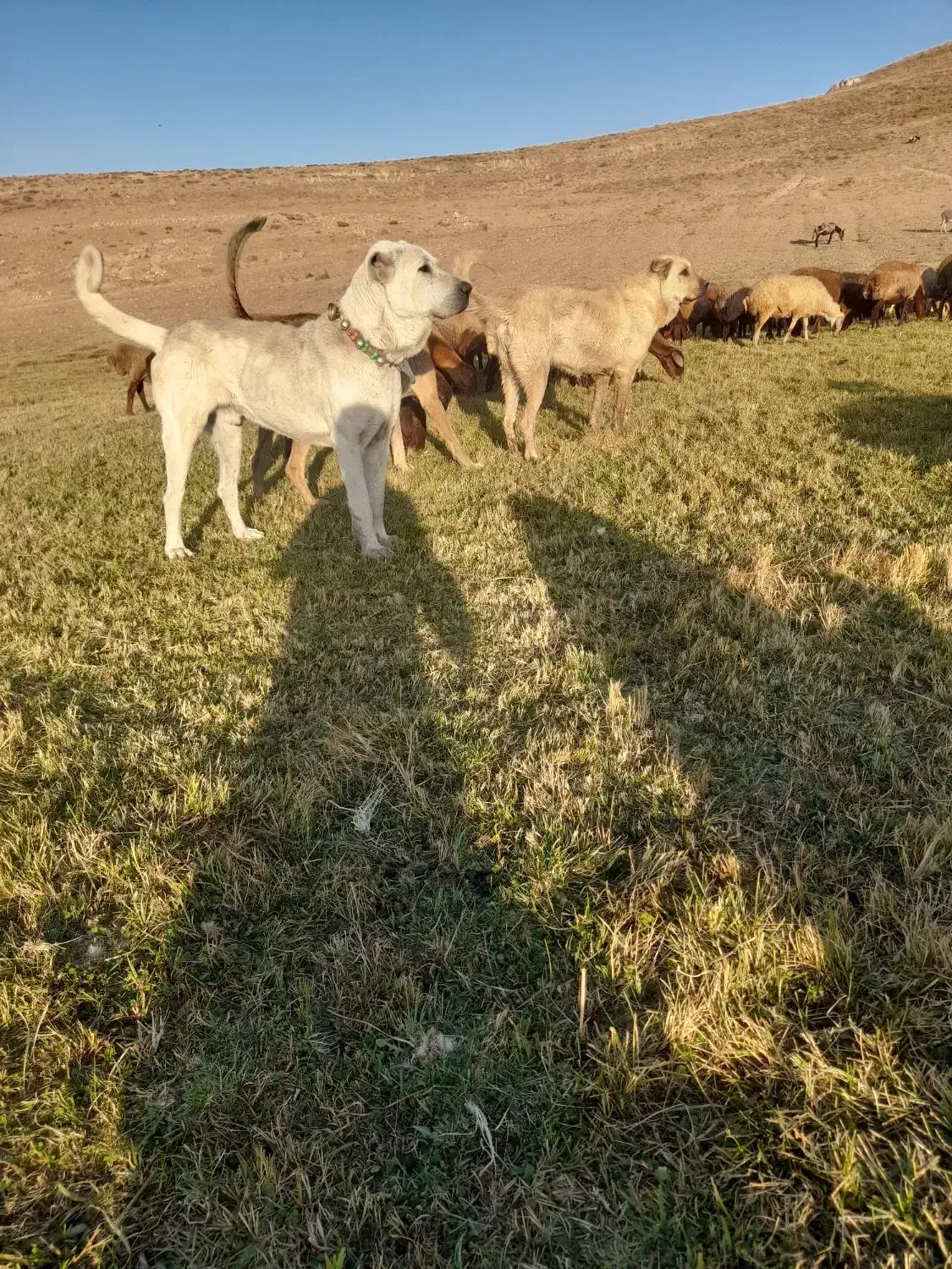 سگ گله عالی|سگ|خلخال, |دیوار