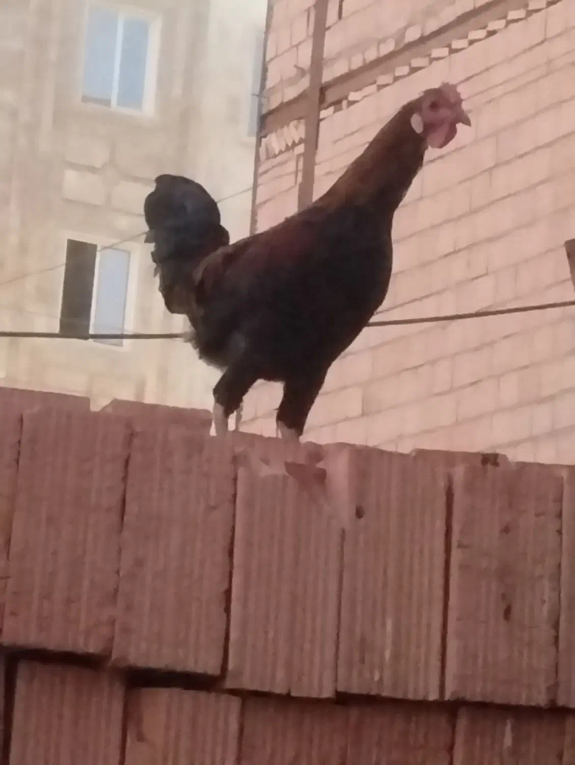 خروس گلین دو‌رگجوان|حیوانات مزرعه|نسیم‌شهر, |دیوار